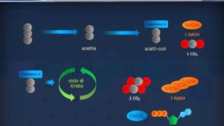 Citologia 22  Mitocondri [upl. by Dawn]