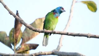 Blue throated barbet [upl. by Lleznod]