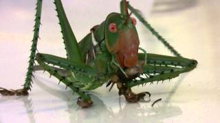 Giant Arid Land Katydid Neobarrettia spinosa Close Up [upl. by Valerie]