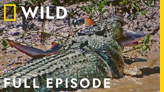 Crocs vs Sharks Worlds Deadliest Predators Full Episode  The Croc that Ate Jaws [upl. by Marcello819]