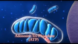 LEDAnimation  Pain Relief Nitric Oxide ATP and Neuropathy [upl. by Aehtela]