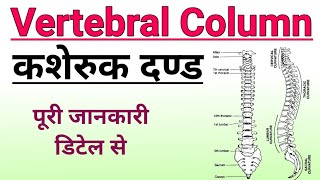 कशेरुक दण्डरीढ़मेरु दण्ड  vertebral column anatomy  backbone  kasheruk dand  biology ScienceSK [upl. by Titus]