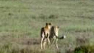 Killer Clips  Cheetah Attacks a Hare [upl. by Yasui]