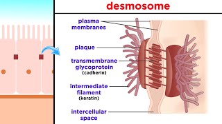 Types of Tissue Part 1 Epithelial Tissue [upl. by Etnauj227]