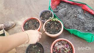 Lisianthus and Chrysanthemum potting mix 🌹🌹 gardening rose lisianthus chrysanthemumflower [upl. by Neryt]