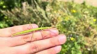 Gallische Wandelende Tak  French Stick Insect Clonopsis gallica  02082024 Limburg NL [upl. by Mihcaoj]