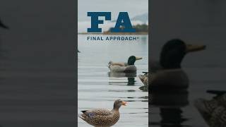 Final Approach Wildfowling Decoys [upl. by Ynettirb]