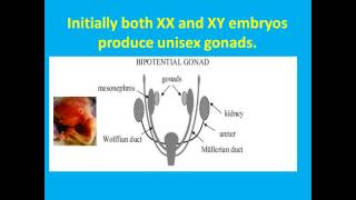 Genes Gender Hormones and Brain Lateralisation [upl. by Shay]