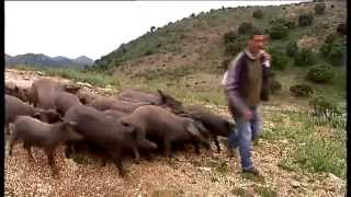 Cría del cerdo ibérico puro en Cortes de la Frontera [upl. by Knarf915]