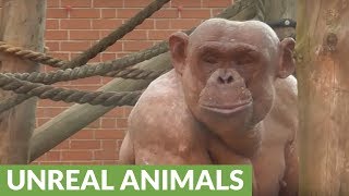 Fighting hairless chimpanzees cause tense scene at zoo [upl. by Asemaj165]