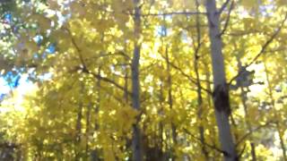 Quaking Aspen trees [upl. by Micky]