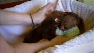 Baby Sloth Twins Are Inseparable [upl. by Malsi]