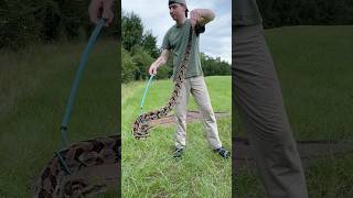 We caught the biggest canebrake rattlesnake I’ve ever seen in my life 🤯 snake fyp rattlesnake [upl. by Mannos]