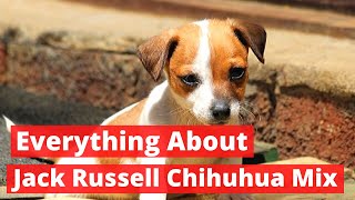 Everything about the Jack Russell Chihuahua Mix  Should you Get one [upl. by Romy]