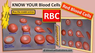 rbc shapes  variation in size and shape of rbc  red blood cell shapes  how it affects circulation [upl. by Howie]