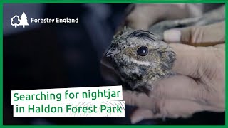 Searching for nightjar in Haldon Forest Park [upl. by Aihsenet487]