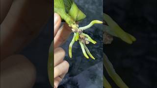 Make Phalaenopsis orchid grow lots of roots orchid gardening [upl. by Nail]