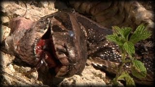 Alligator killed Python 01 Dangerous Animals [upl. by Mailliw851]