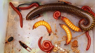 One Giant Millipede and Many Red Millipedes in the Wet Colony of the Building insects aminals [upl. by Nossyla]