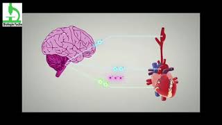 Hypertension artérielle  HTA  Docteur Synapse [upl. by Victorine]