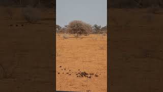 Buffalo chases cheetah mother and 5 cubs  Marataba Game Reserve  South Africa [upl. by Conlin]