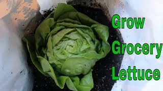 Growing Store Bought Lettuce [upl. by Asyla]