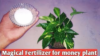 Magical Fertilizer for Money plant  Money plant Fastest growing Fertilizer [upl. by Annhej]