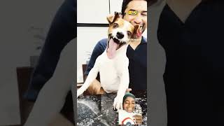 dog laughing meme funnyshorts comedydog [upl. by Evangelist319]