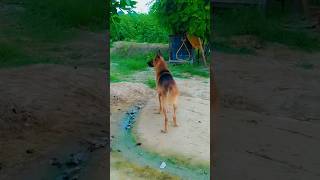 Garman Shepherd Dog youtubeshorts shorts viralvideo trending garmanshepherd doglikesubscribe [upl. by Arretal]