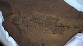 Fossils Exposed  55 million year old mega fauna [upl. by Nannah761]