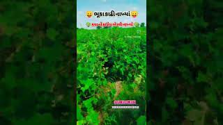 ♥️ ભૂકા કાઢી નાખ્યાં છે ભાઈ ♥️ farming 🌳🌳 khedu 🙏🙏 comedyfilms 😛😛 comedymovies 💪💪 khedut 🚜🚜 [upl. by Lalita2]