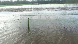 hoogwater Overijsselse Vecht [upl. by Lyford]