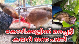 മരപ്പട്ടി കോഴികളെ കൊന്നു  Marapatti Salyam  Kozhi Valarthal latest [upl. by Zamir]