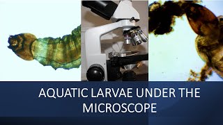 AQUATIC LARVAE CHIRONOMIDAE UNDER THE MICROSCOPE [upl. by Ordisi]