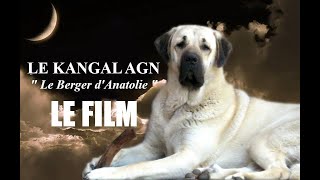 Le Kangal AGN quotLe Berger dAnatoliequot  Le Film 2019 [upl. by Cavuoto]