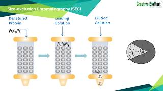 Refolding of Inclusion Body Proteins from E Coli [upl. by Akcinat592]