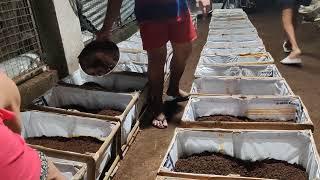 Preshipment of 500 kilograms of African Night Crawlers from local growers and partners [upl. by Encratis]