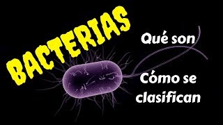 BACTERIAS Qué son y cómo se clasifican [upl. by Annod356]