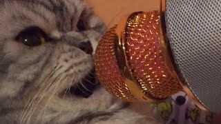 Ultimate Talking Cats  Funny Pet Compilation  The Pet Collective [upl. by Frye]