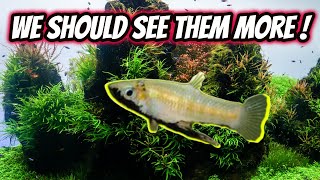 Top 5 Underrated Livebearers in the Aquarium Hobby [upl. by Ikeda758]