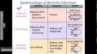 Borrelia sp [upl. by Delmore]