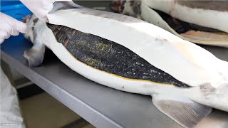 How Sturgeon Caviar Is Farmed and Processed  How it made Caviar  Sturgeon Caviar Farm [upl. by Eirffej]