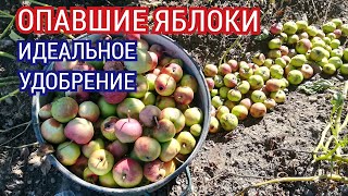 Как использовать опавшие яблоки как удобрение для обильного урожая огурцов кабачков тыквы [upl. by Eynenihc850]