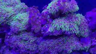 55 Gallon Saltwater Sumpless Reef System [upl. by Dnalyag939]