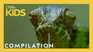 Cute Animals 🥰 vs Funny Animals 🤣  Nat Geo Kids Compilation  natgeokids [upl. by Anthia]