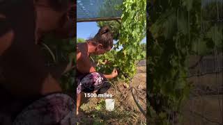 Read caption on Instagram AndreaNieland gezondheid moestuin vers lifestyle portugal [upl. by Itak]