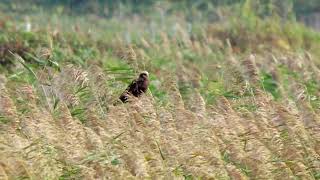 Marsh Harrier [upl. by Ennairac629]