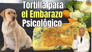 🐶 TORTILLA DE PEREJIL PARA EL EMBARAZO PSICOLÓGICO EN PERROS 🐶 [upl. by Anatak680]