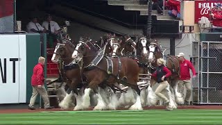 Budweiser Clydesdales take the field at Busch Stadium [upl. by Assilak]