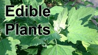 Lambsquarters Foraging for Edible Wild Plants  GardenFork [upl. by Allcot514]